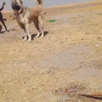 سگ گله|سگ|کبودرآهنگ, |دیوار