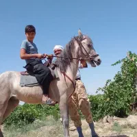 اسب|اسب و تجهیزات اسبسواری|قوچان, |دیوار