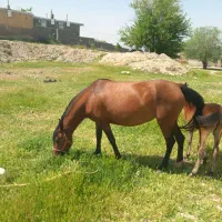 اسب|اسب و تجهیزات اسبسواری|مشهد مرغاب, |دیوار