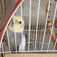 عروس هلندی|پرنده|کرخه, |دیوار