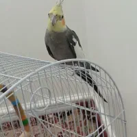 عروس هلندی نر 1500