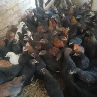 جوجه رسمی|حیوانات مزرعه|یزد, |دیوار