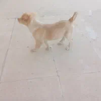 سگ.|سگ|جوادآباد, |دیوار