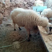 دوتا میش جوان بر ه رسون|حیوانات مزرعه|جلگه ماژان, |دیوار