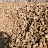 چغندر قند با عیار بالا