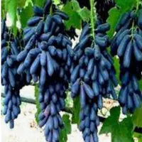 900متر ویلای باغ با انواع مختلف میوه و انگور تهران|فروش خانه و ویلا|تهران, افسریه|دیوار