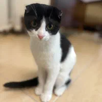 گربه های زیبای من