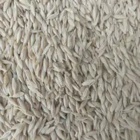 جو عمده فروشی