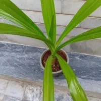 گل طبیعی|گل و گیاه طبیعی|کرمانشاه, |دیوار