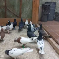 کفتر بوم زدوخوردی رنگی و دورگ|پرنده|مشهد, میان ولایت|دیوار