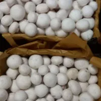 آموزش حضوری و عملی پرورش قارچ دکمه ای|خدمات آموزشی|شیراز, منصورآباد|دیوار