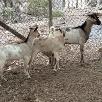 بز دوتا نر یک ماده