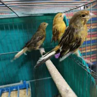 تعدادی قناری نر جوان|پرنده|کرمان, |دیوار