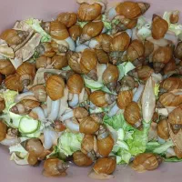 حلزون آچاتینا جهت واگذاری