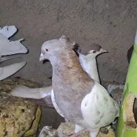 کبوتر کفتر رنگی|پرنده|عسلویه, |دیوار