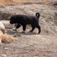 یکجفتتولهنروماده|سگ|شهرکرد, |دیوار