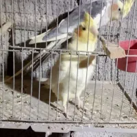 عروس هلندی،سرلاکی،دونخور،بالغ و جفت،اب پخش|پرنده|آبپخش, |دیوار