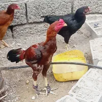 مرغ و خروس ذات دار|حیوانات مزرعه|میناب, |دیوار