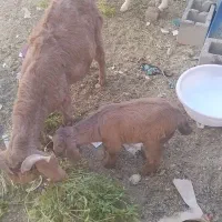 فروش فوری قیمت مناسب|حیوانات مزرعه|پسکوه, |دیوار