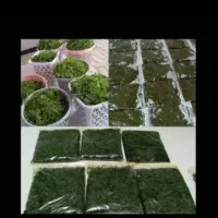 سبزی خوزستان