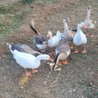 غاز و قوغاز درشت وسالم قیمت مناسب|حیوانات مزرعه|عجب شیر, |دیوار