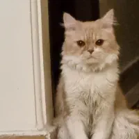 میکس پرشین اسکاتی مهربون اروم