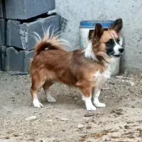 سگ پا کوتاه روباهی
