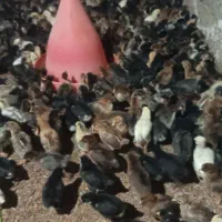 جوجه مرغ بومی برا تو باغ و صحرا پول یه بستنی