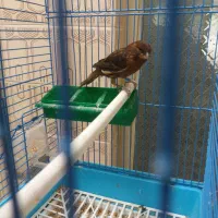 سهره نر خاکی قناری|پرنده|یزد, |دیوار