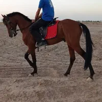 اسب|اسب و تجهیزات اسب‌سواری|گناباد, |دیوار