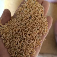گندم دیم آذر ۲