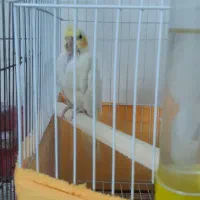 پرنده عروس|پرنده|سمنان, |دیوار