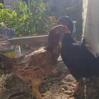 مرغ وخروس لاری اوشامو افغان|حیوانات مزرعه|کوهسار (البرز), |دیوار