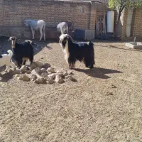 فروش چپش دبر.بعده|حیوانات مزرعه|لاران, |دیوار