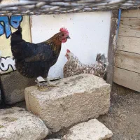 مرغ خروس معاوضه تخم کوگ