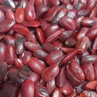 فروش بذرمگنولیا بصورت کیلویی ودونه ای