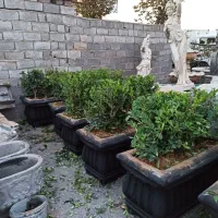 تندیس سبز گلدان ابنمادلفین بتنی