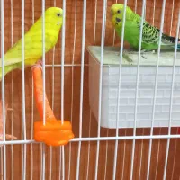 پرنده دوعدد مرغ عشق ماده و ماده جوان