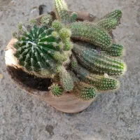 گل آلوورا و کاکتوس با قیمت مناسب