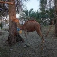 شتر فروشی