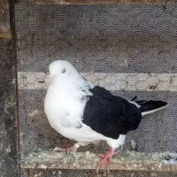 فروش نر وماده