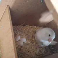 طوطی برزیلی مولد یک ساله|پرنده|تهران, مشیریه|دیوار