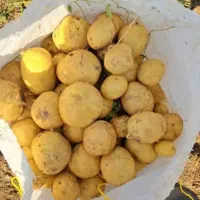 سیب خاکی جلی