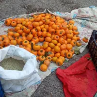 خرمالو تازه شمال ازگیل|حراج|اردبیل, |دیوار