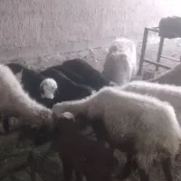 میش بره دار چهار تا نر یکی ماده بره ها بزرگ|حیوانات مزرعه|آشخانه, |دیوار