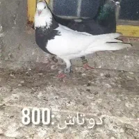 پرنده کبوتر