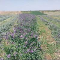 اجاره زمین کشاورزی