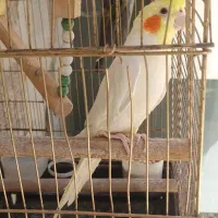 عروس هلندی