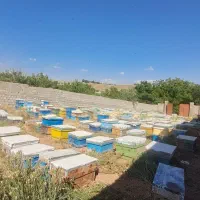عسل کاملا طبیعی کبیر کوه   عسل کوهستان