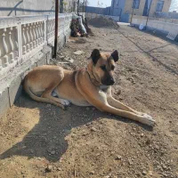 سگ سرابی|سگ|قم, قلعه صدری|دیوار